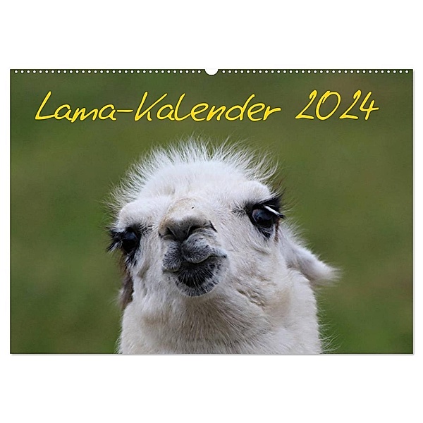 Lama-Kalender 2024 (Wandkalender 2024 DIN A2 quer), CALVENDO Monatskalender, Bernd Witkowski