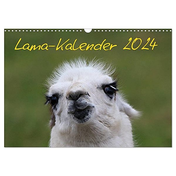 Lama-Kalender 2024 (Wandkalender 2024 DIN A3 quer), CALVENDO Monatskalender, Bernd Witkowski