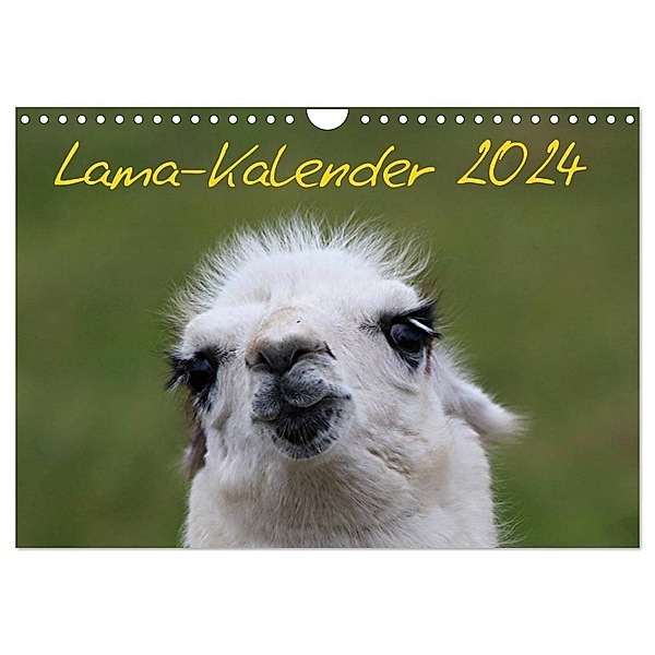 Lama-Kalender 2024 (Wandkalender 2024 DIN A4 quer), CALVENDO Monatskalender, Bernd Witkowski