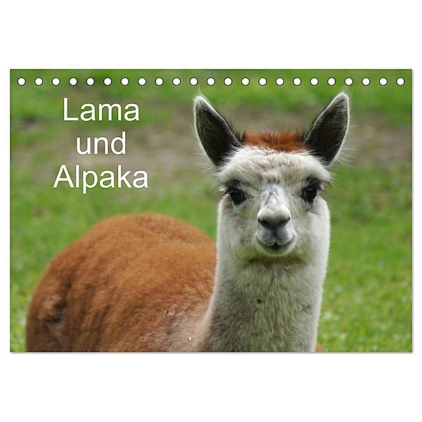 Lama und Alpaka (Tischkalender 2024 DIN A5 quer), CALVENDO Monatskalender, Kattobello
