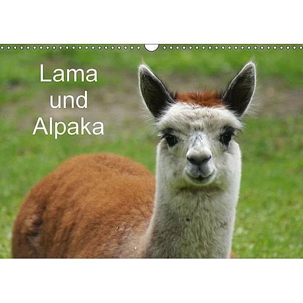 Lama und Alpaka (Wandkalender 2017 DIN A3 quer), Kattobello