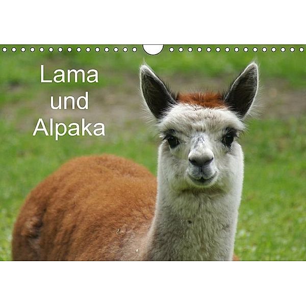 Lama und Alpaka (Wandkalender 2017 DIN A4 quer), Kattobello