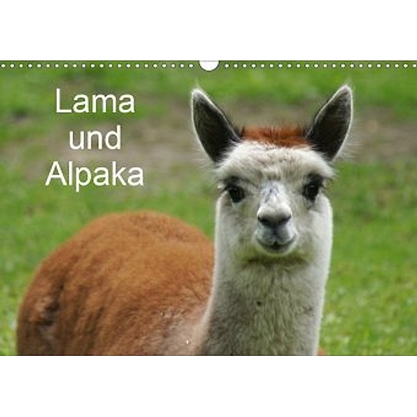 Lama und Alpaka (Wandkalender 2020 DIN A3 quer)