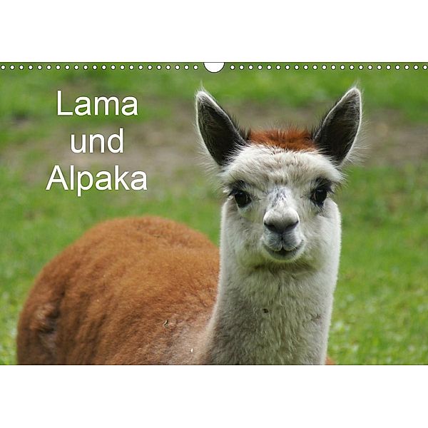 Lama und Alpaka (Wandkalender 2021 DIN A3 quer), Kattobello