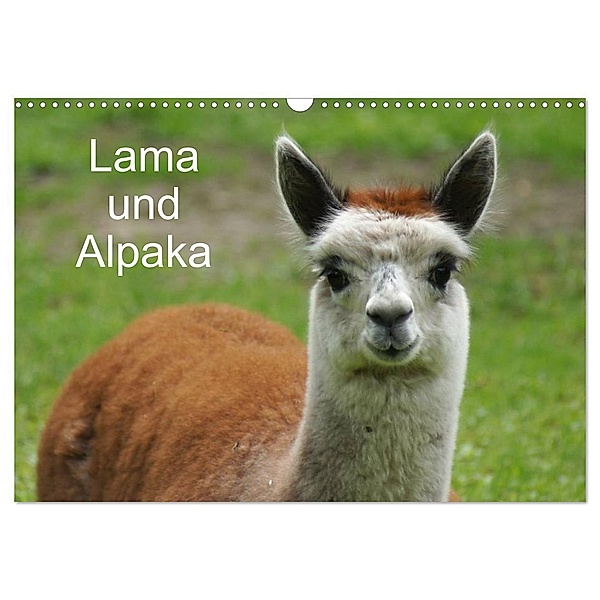 Lama und Alpaka (Wandkalender 2024 DIN A3 quer), CALVENDO Monatskalender, Kattobello