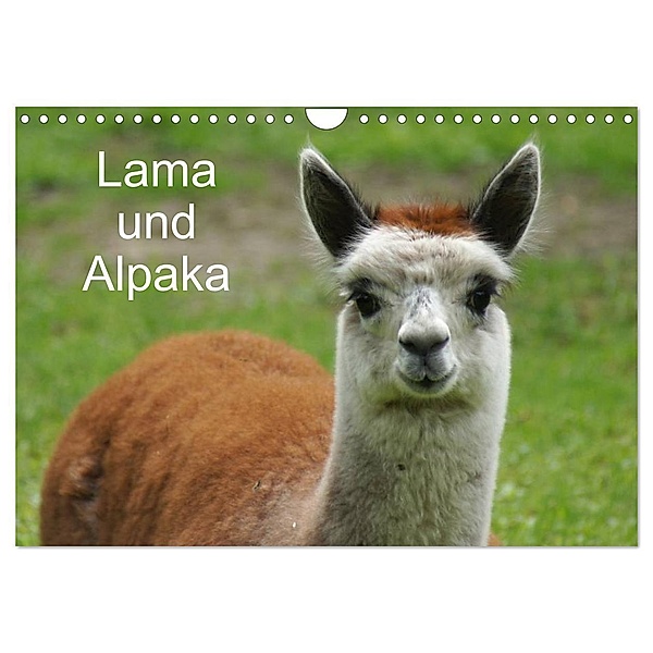Lama und Alpaka (Wandkalender 2024 DIN A4 quer), CALVENDO Monatskalender, Kattobello