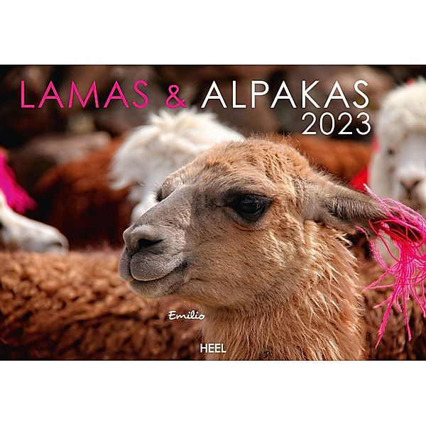 Lamas und Alpakas 2023