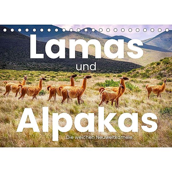 Lamas und Alpakas  - Die weichen Neuweltkamele. (Tischkalender 2022 DIN A5 quer), SF