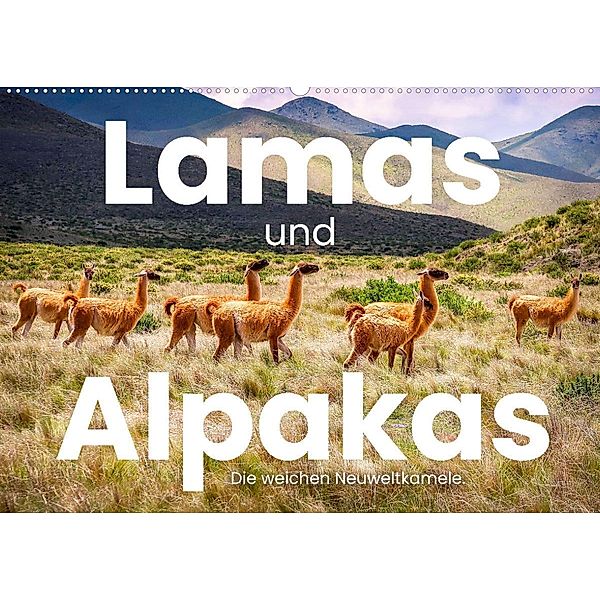 Lamas und Alpakas  - Die weichen Neuweltkamele. (Wandkalender 2023 DIN A2 quer), SF