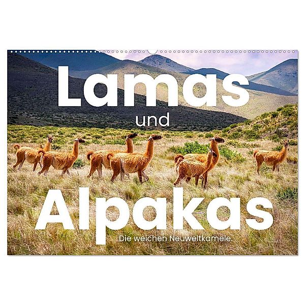 Lamas und Alpakas - Die weichen Neuweltkamele. (Wandkalender 2024 DIN A2 quer), CALVENDO Monatskalender, SF