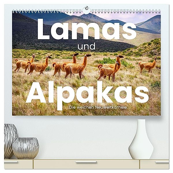 Lamas und Alpakas - Die weichen Neuweltkamele. (hochwertiger Premium Wandkalender 2025 DIN A2 quer), Kunstdruck in Hochglanz, Calvendo, SF