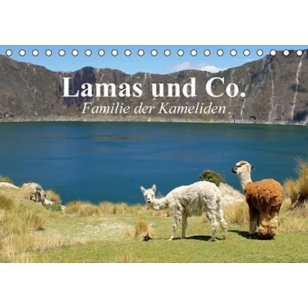 Lamas und Co. Familie der Kameliden (Tischkalender 2016 DIN A5 quer), Elisabeth Stanzer