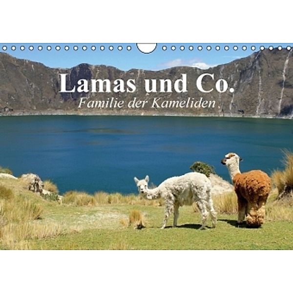 Lamas und Co. Familie der Kameliden (Wandkalender 2016 DIN A4 quer), Elisabeth Stanzer