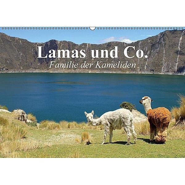 Lamas und Co. Familie der Kameliden (Wandkalender 2017 DIN A2 quer), Elisabeth Stanzer