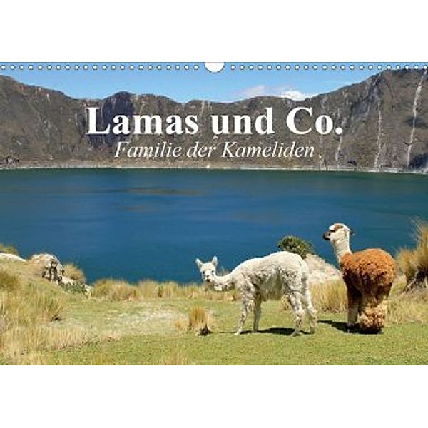 Lamas und Co. Familie der Kameliden (Wandkalender 2020 DIN A3 quer), Elisabeth Stanzer