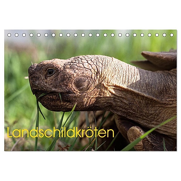 Landschildkröten (Tischkalender 2024 DIN A5 quer), CALVENDO Monatskalender, Marion Sixt