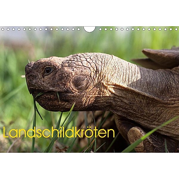 Landschildkröten (Wandkalender 2021 DIN A4 quer), Marion Sixt