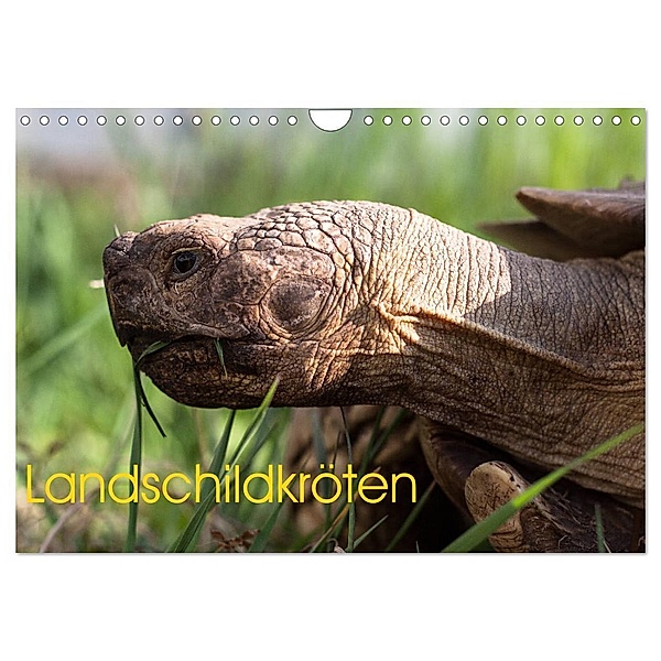 Landschildkröten (Wandkalender 2024 DIN A4 quer), CALVENDO Monatskalender, Marion Sixt
