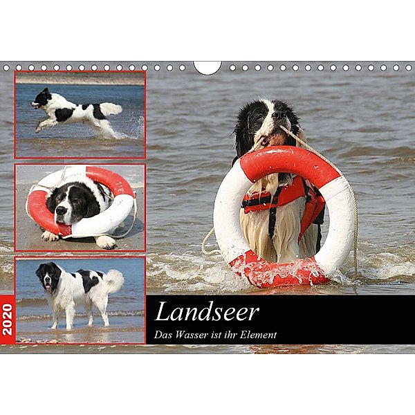 Landseer - Das Wasser ist ihr Element (Wandkalender 2020 DIN A4 quer), Barbara Mielewczyk und Brigitte Weil