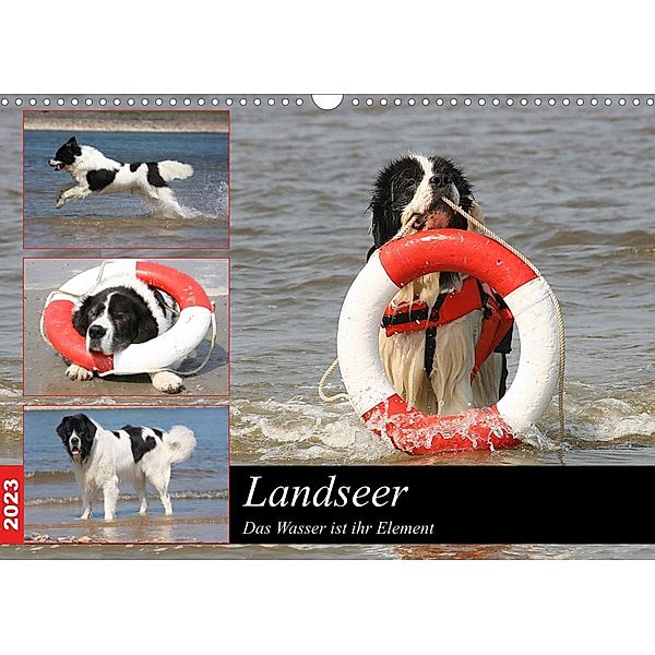 Landseer - Das Wasser ist ihr Element (Wandkalender 2023 DIN A3 quer), Barbara Mielewczyk und Brigitte Weil
