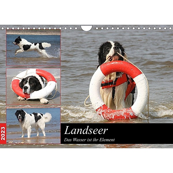 Landseer - Das Wasser ist ihr Element (Wandkalender 2023 DIN A4 quer), Barbara Mielewczyk und Brigitte Weil