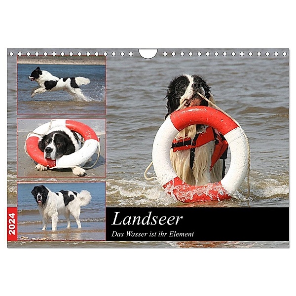 Landseer - Das Wasser ist ihr Element (Wandkalender 2024 DIN A4 quer), CALVENDO Monatskalender, Barbara Mielewczyk und Brigitte Weil