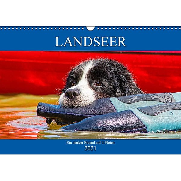 Landseer - Ein starker Freund auf 4 Pfoten (Wandkalender 2021 DIN A3 quer), Sigrid Starick