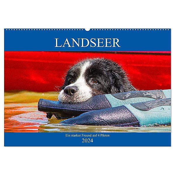 Landseer - Ein starker Freund auf 4 Pfoten (Wandkalender 2024 DIN A2 quer), CALVENDO Monatskalender, Sigrid Starick