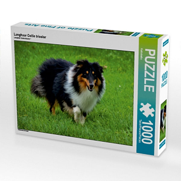 Langhaar Collie tricolor (Puzzle), Kattobello