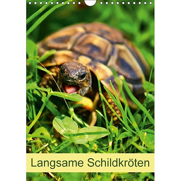 Langsame Schildkröten (Wandkalender 2018 DIN A4 hoch), Kattobello