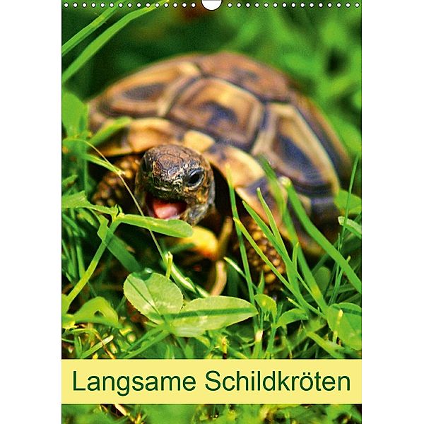 Langsame Schildkröten (Wandkalender 2021 DIN A3 hoch), Kattobello