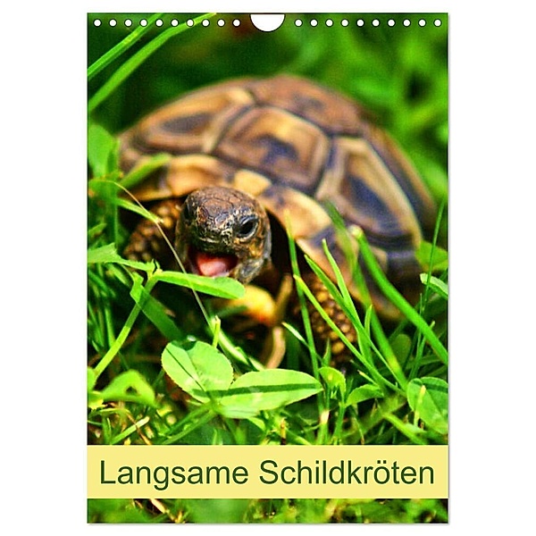 Langsame Schildkröten (Wandkalender 2024 DIN A4 hoch), CALVENDO Monatskalender, Kattobello