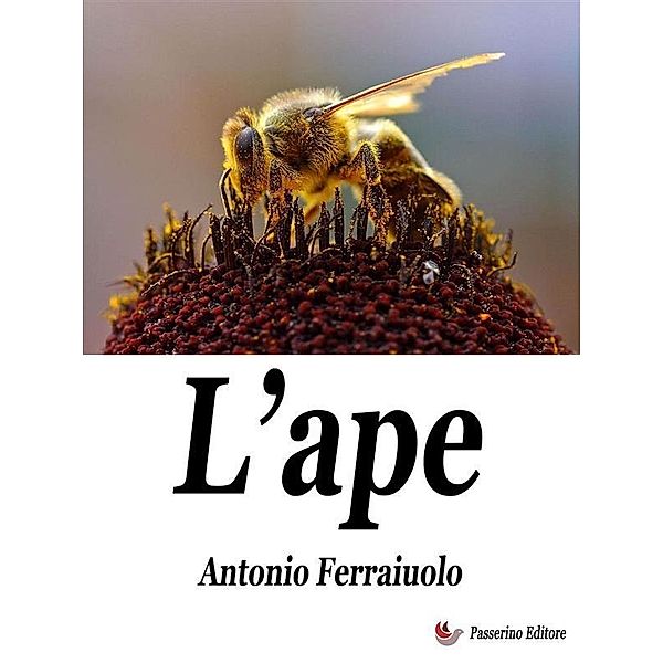 L'ape, Antonio Ferraiuolo