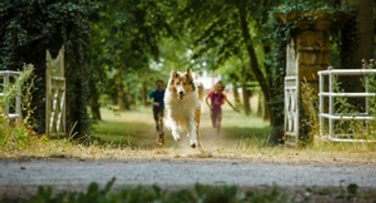 Lassie: Eine abenteuerliche Reise DVD bei Weltbild.ch bestellen