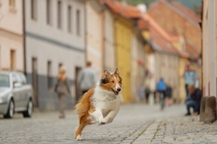 Lassie: Eine abenteuerliche Reise DVD bei Weltbild.ch bestellen