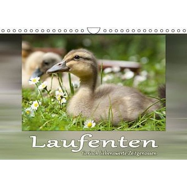 Laufenten, tierisch liebenswerte Zeitgenossen (Wandkalender 2016 DIN A4 quer), Wiebke Storm