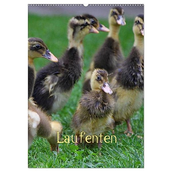 Laufenten (Wandkalender 2024 DIN A2 hoch), CALVENDO Monatskalender, LoRo-Artwork