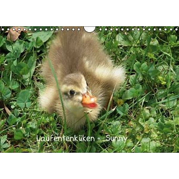 Laufentenküken - Sunny (Wandkalender 2015 DIN A4 quer), LoRo-Artwork