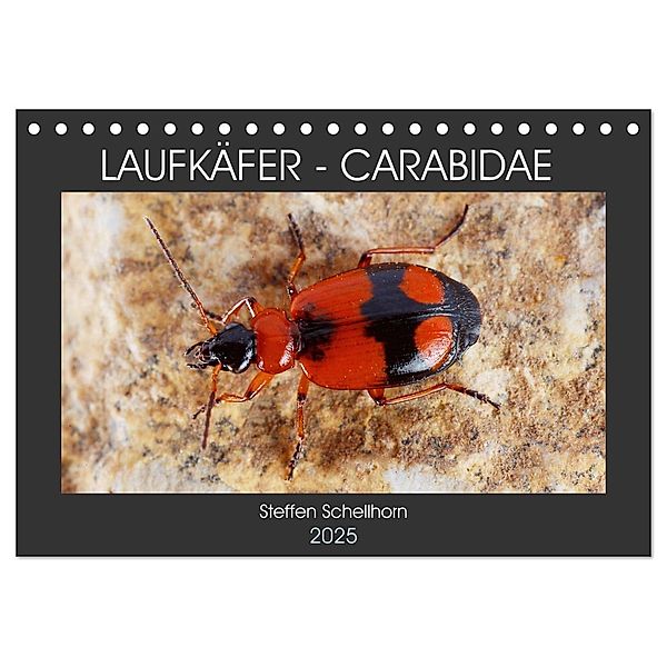 LAUFKÄFER - CARABIDAE (Tischkalender 2025 DIN A5 quer), CALVENDO Monatskalender, Calvendo, Steffen Schellhorn