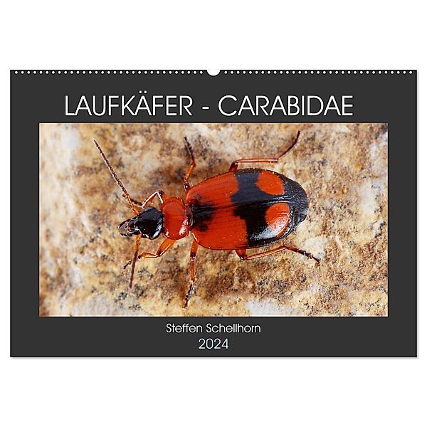 LAUFKÄFER - CARABIDAE (Wandkalender 2024 DIN A2 quer), CALVENDO Monatskalender, Steffen Schellhorn