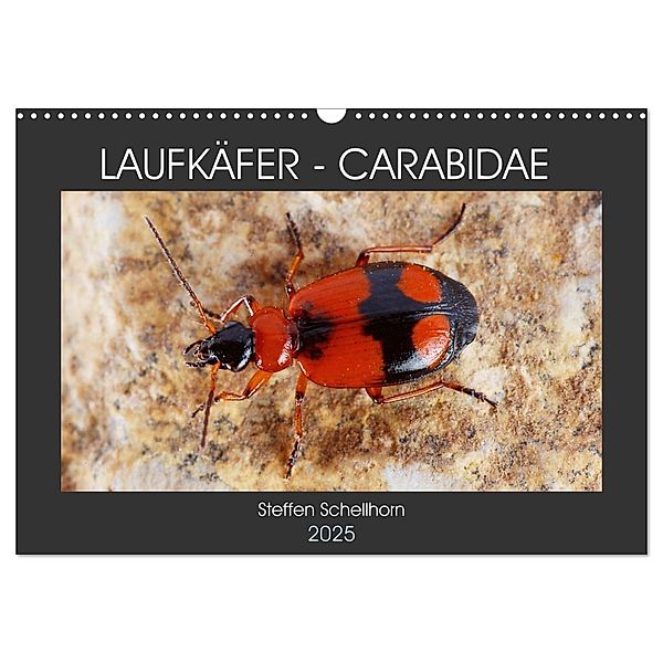 LAUFKÄFER - CARABIDAE (Wandkalender 2025 DIN A3 quer), CALVENDO Monatskalender, Calvendo, Steffen Schellhorn