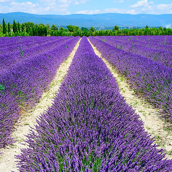 Lavendel (Farbe: lila)