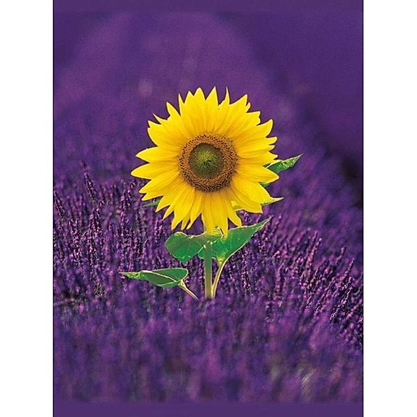 Lavenderfield with Sunflower Blankbook