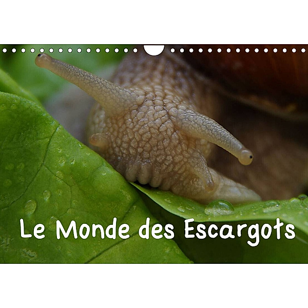 Le Monde des Escargots (Calendrier mural 2023 DIN A4 horizontal), Elken Schlüfter