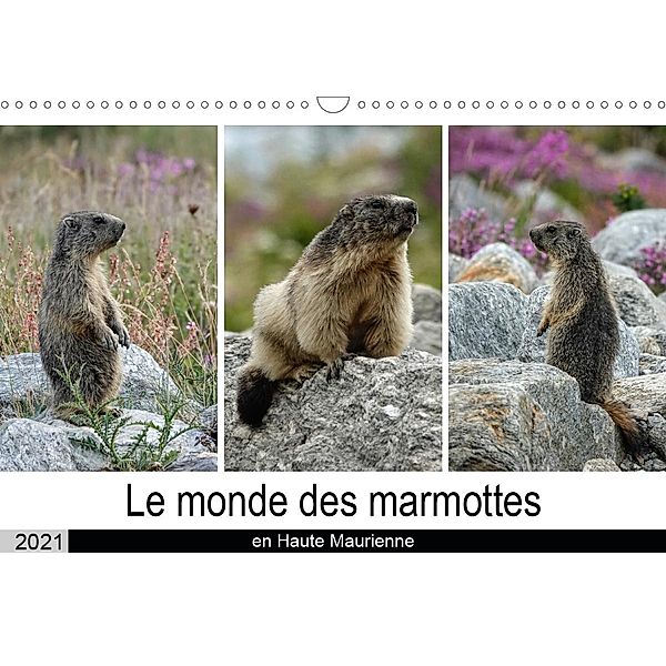 Le monde des marmottes en Haute Maurienne (Calendrier mural 2021 DIN A3 horizontal), Michel DENIS