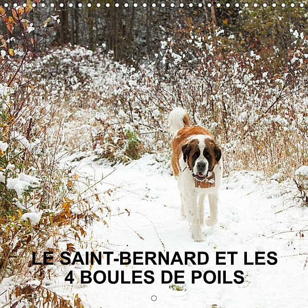 LE SAINT-BERNARD ET LES 4 BOULES DE POILS (Calendrier mural 2023 300 × 300 mm Square), Veronique Amiard