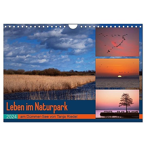 Leben am Naturpark um den Dümmer See (Wandkalender 2024 DIN A4 quer), CALVENDO Monatskalender, Tanja Riedel