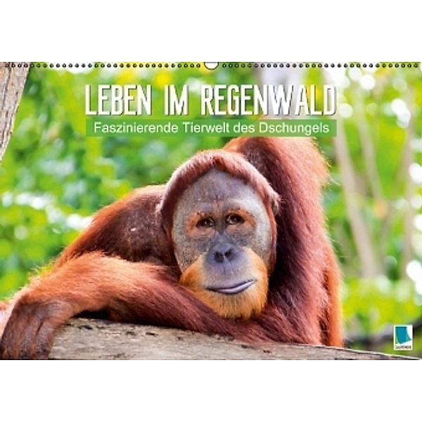 Leben im Regenwald: faszinierende Tierwelt des Dschungels (Wandkalender 2015 DIN A2 quer), CALVENDO