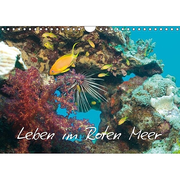 Leben im Roten Meer (Wandkalender 2017 DIN A4 quer), Lars Eberschulz