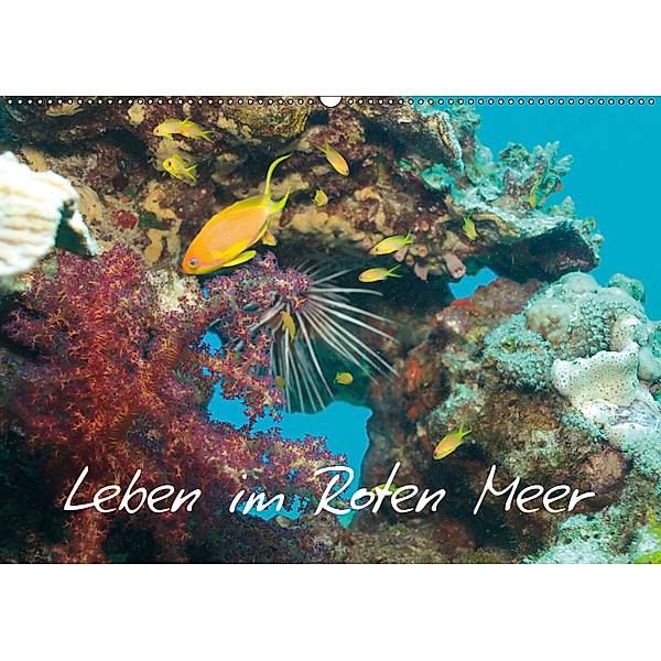 Leben im Roten Meer (Wandkalender 2019 DIN A2 quer), Lars Eberschulz